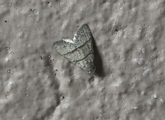 Psephis myrmidonalis