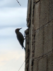 Melanerpes uropygialis
