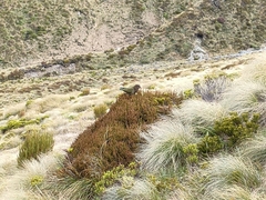 Nestor notabilis