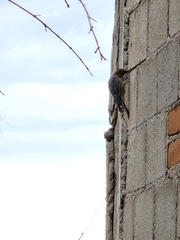 Melanerpes uropygialis