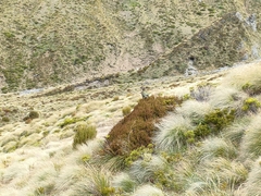 Nestor notabilis