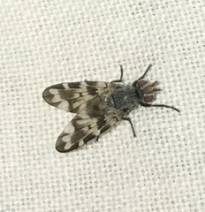 Otites centralis