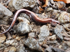 Plethodon