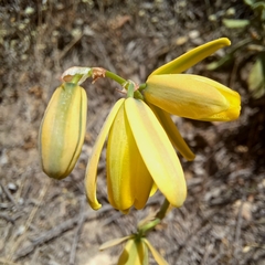 Albuca