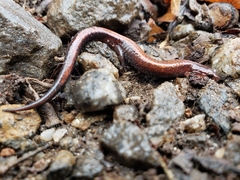 Plethodon