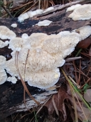 Irpiciporus