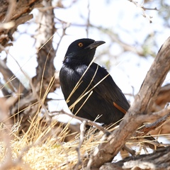 Onychognathus nabouroup