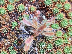 Drosera arcturi