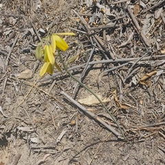 Albuca