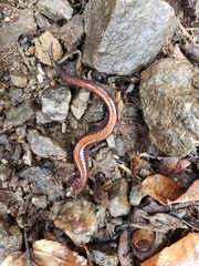 Plethodon