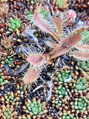 Drosera arcturi