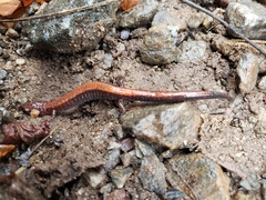 Plethodon
