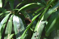 Biblis hyperia