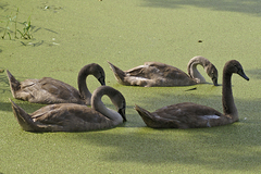 Cygnus olor