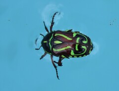 Eupoecila australasiae