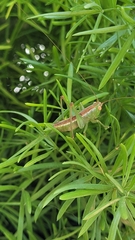 Conocephalus strictus