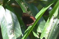 Biblis hyperia