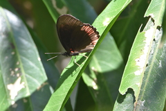 Biblis hyperia