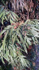 Lyonothamnus floribundus