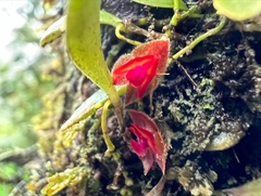Lepanthes caritensis