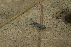 Tomocerinae