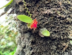 Lepanthes caritensis