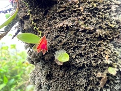 Lepanthes caritensis