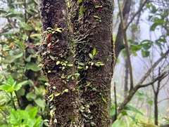Lepanthes caritensis