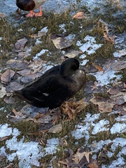 Anas platyrhynchos domesticus