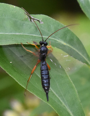 Pimplinae