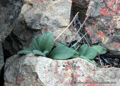 Tylecodon ventricosus