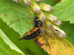 Pimplinae