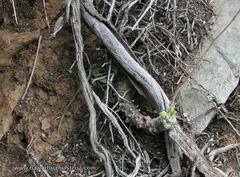 Tylecodon ventricosus