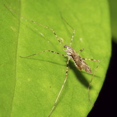 Amphineurus hudsoni