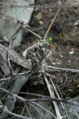 Tylecodon ventricosus