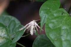 Akanthomyces