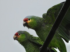 Amazona autumnalis autumnalis