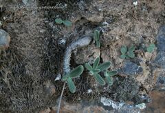 Tylecodon ventricosus
