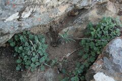 Tylecodon ventricosus