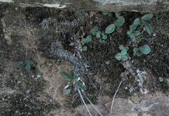 Tylecodon ventricosus