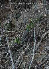 Tylecodon ventricosus