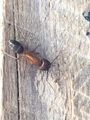 Camponotus inaequalis