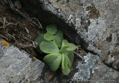 Tylecodon ventricosus