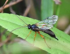Pimplinae