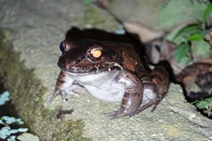 Leptodactylus savagei