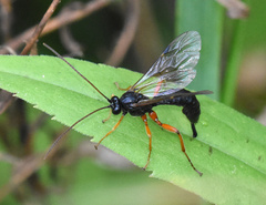 Pimplinae