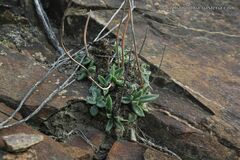 Tylecodon ventricosus