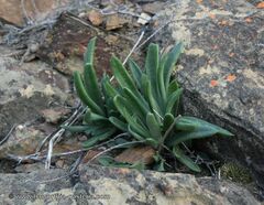 Tylecodon ventricosus