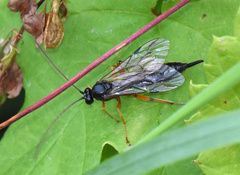 Pimplinae
