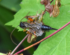 Pimplinae